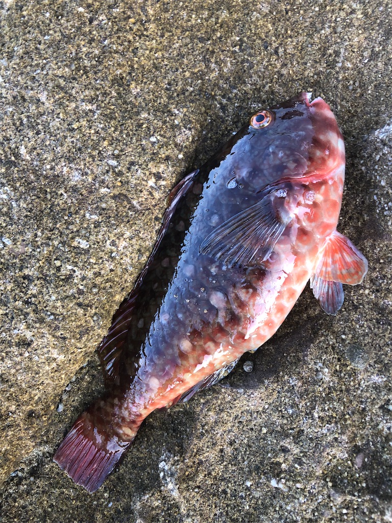 f:id:chigeofishyeah:20230910205206j:image f:id:chigeofishyeah:20230910205206j:image