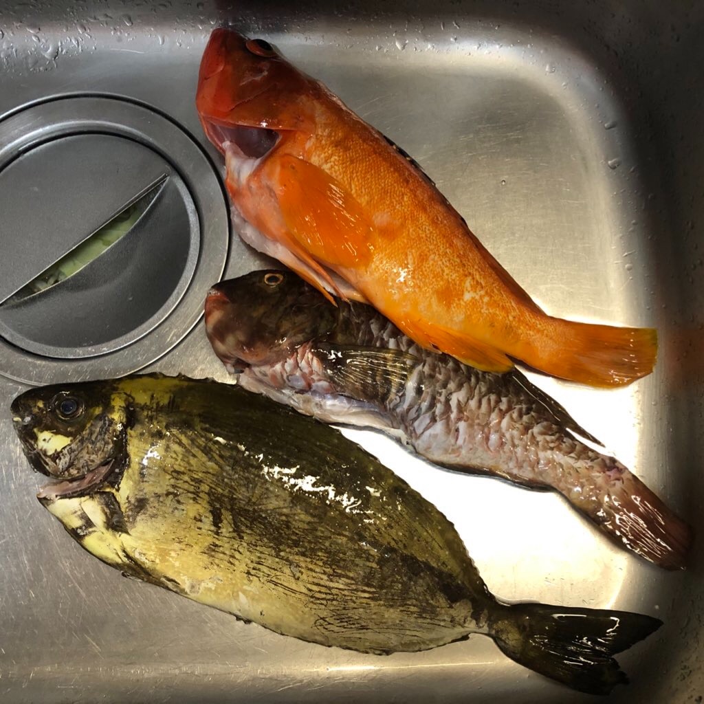 f:id:chigeofishyeah:20230910205214j:image f:id:chigeofishyeah:20230910205214j:image