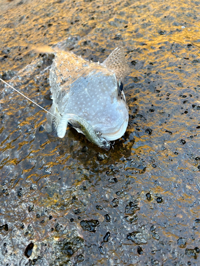 f:id:chigeofishyeah:20241013213305j:image f:id:chigeofishyeah:20241013213305j:image