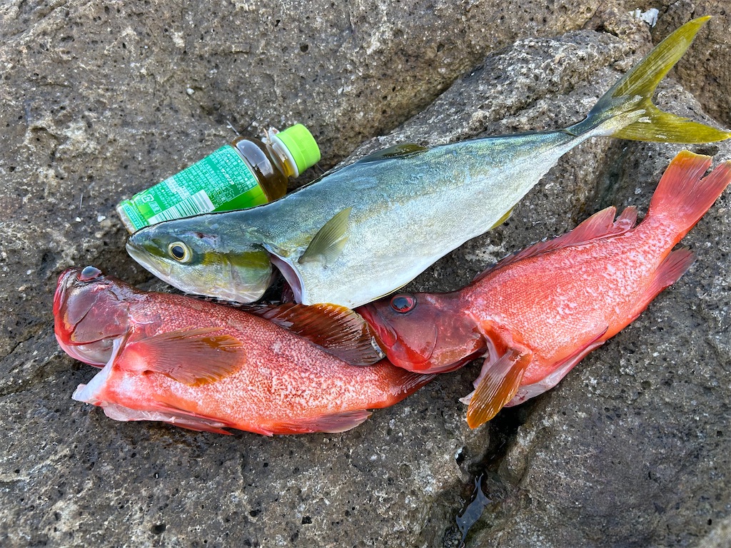 f:id:chigeofishyeah:20241013213309j:image f:id:chigeofishyeah:20241013213309j:image