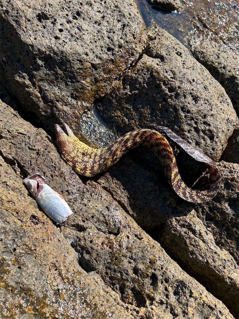 f:id:chigeofishyeah:20241013213312j:image f:id:chigeofishyeah:20241013213312j:image