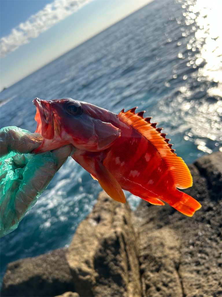 f:id:chigeofishyeah:20241013213329j:image f:id:chigeofishyeah:20241013213329j:image