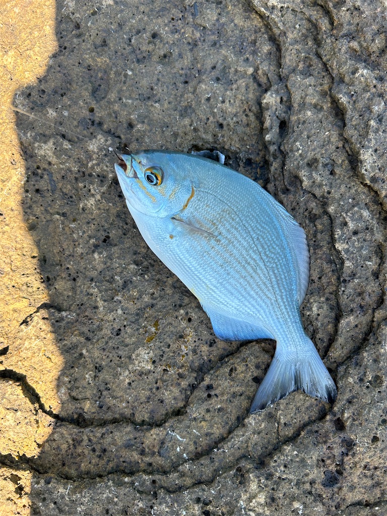 f:id:chigeofishyeah:20241013213344j:image f:id:chigeofishyeah:20241013213344j:image