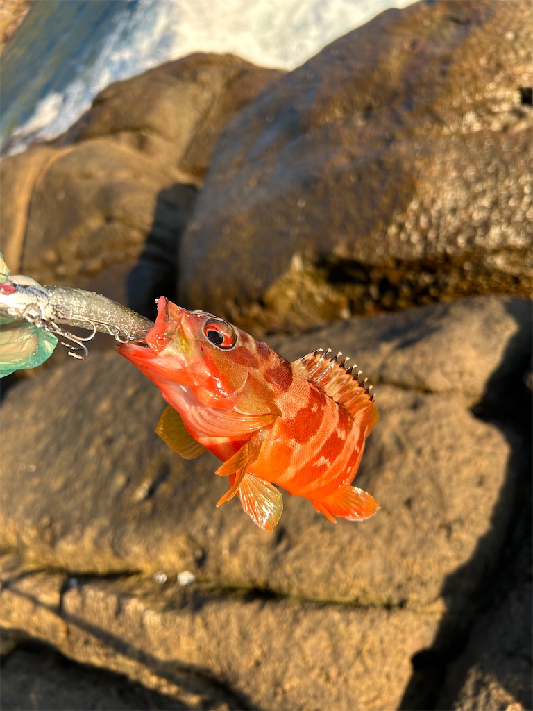 f:id:chigeofishyeah:20241013213348j:image f:id:chigeofishyeah:20241013213348j:image