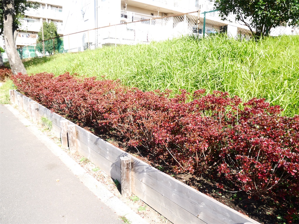 f:id:chigusaflower:20211109200054j:image