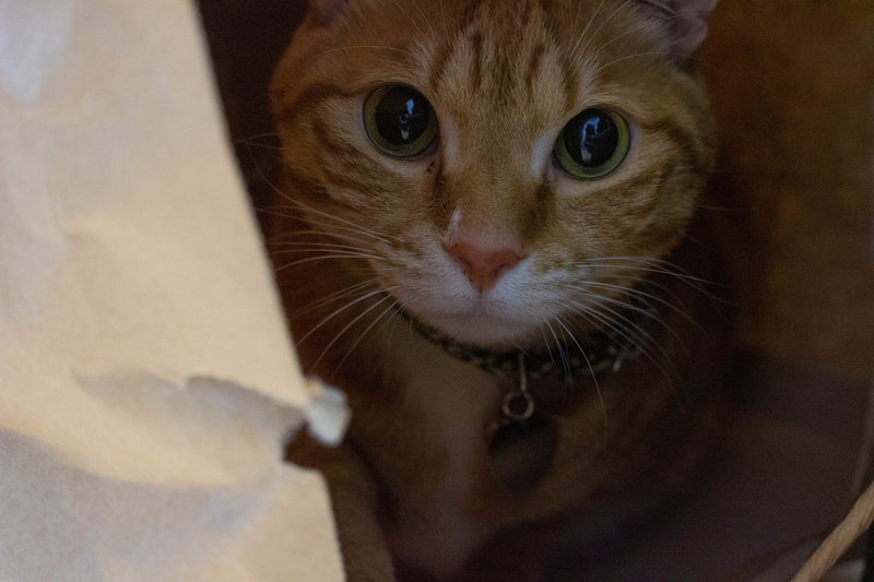 猫の写真1