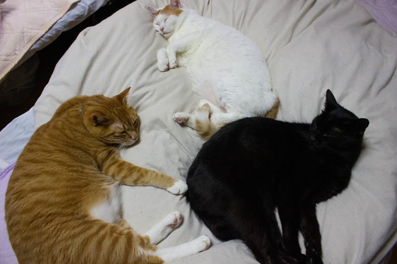 猫の写真2