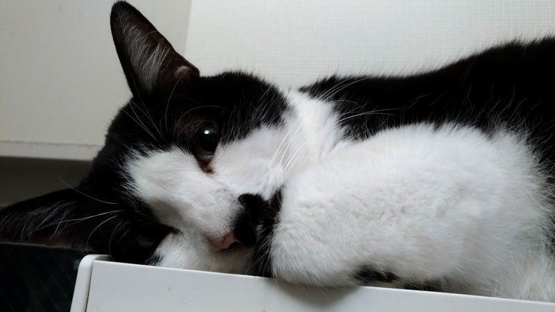 猫の写真3