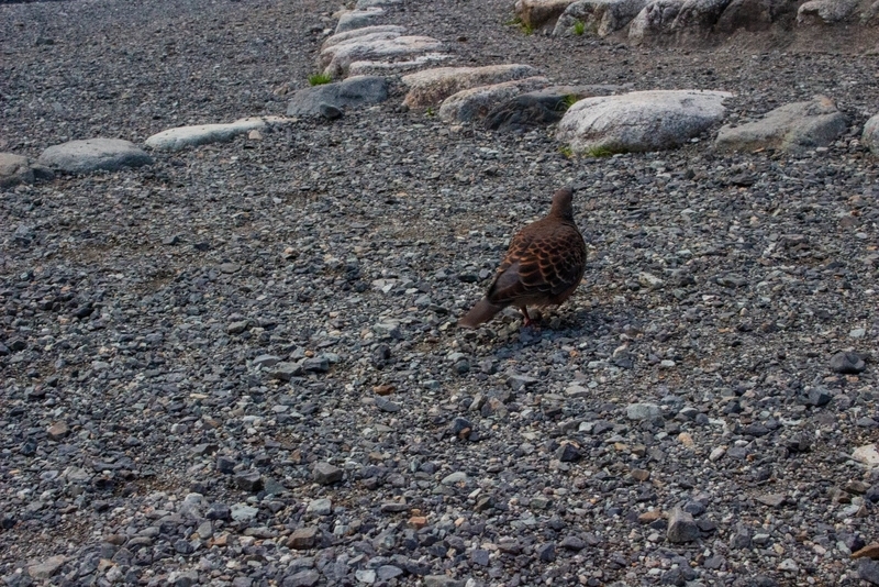 鳩