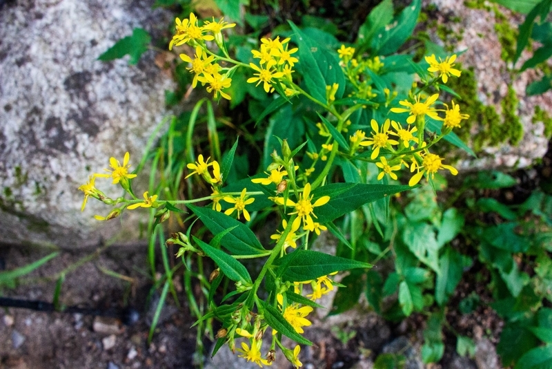 ミヤマアキノキリンソウ