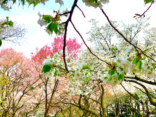f:id:chihi_u:20200322212441j:image f:id:chihi_u:20200322212441j:image