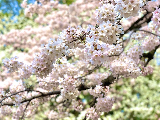 f:id:chihi_u:20200322212452j:image f:id:chihi_u:20200322212452j:image