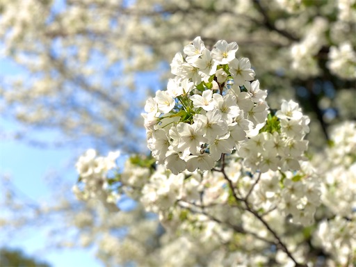 f:id:chihi_u:20200322212459j:image f:id:chihi_u:20200322212459j:image