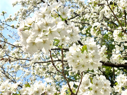 f:id:chihi_u:20200322212502j:image f:id:chihi_u:20200322212502j:image
