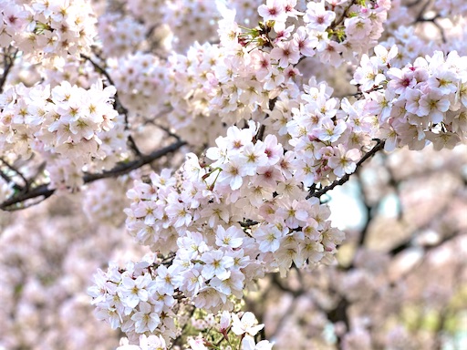 f:id:chihi_u:20200322212506j:image f:id:chihi_u:20200322212506j:image