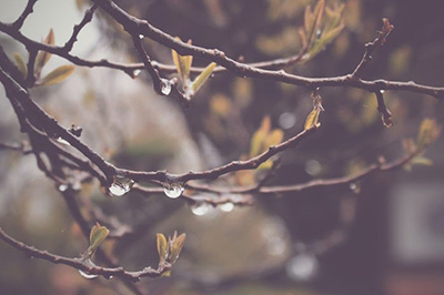 梅雨の日の木の枝