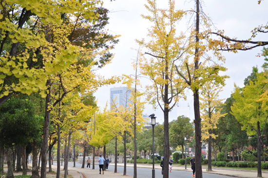 大阪城公園のイチョウ並木