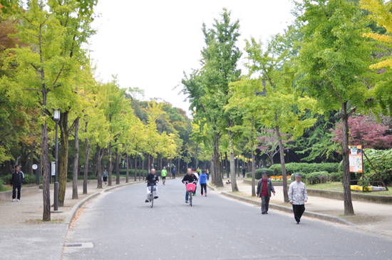 大阪城公園のイチョウ並木園