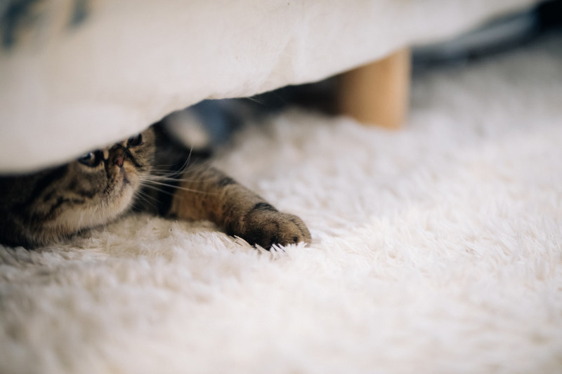 ねこ