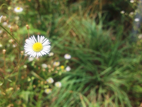 道ばたの花