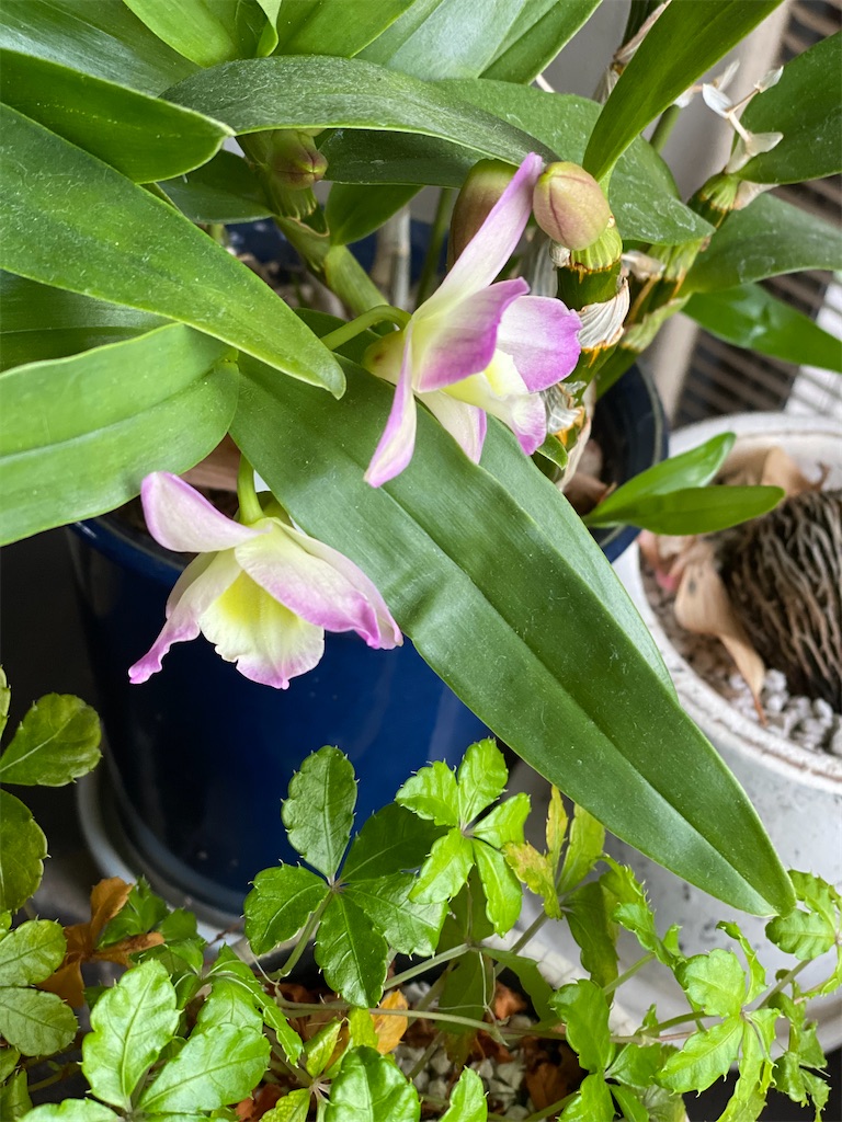 f:id:chihiroukiuki:20210728085514j:image f:id:chihiroukiuki:20210728085514j:image