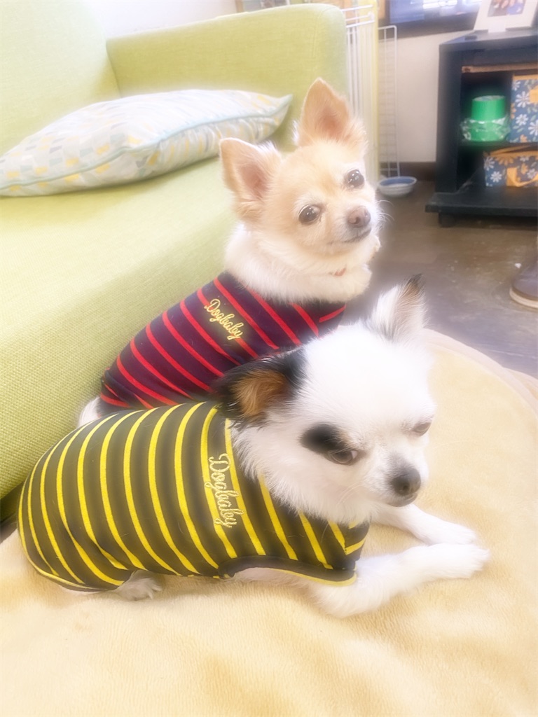 f:id:chihiroukiuki:20210802153720j:image f:id:chihiroukiuki:20210802153720j:image