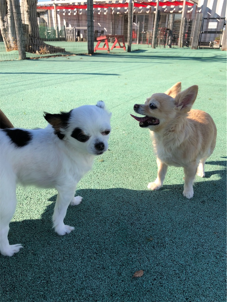 f:id:chihiroukiuki:20210802154327j:image f:id:chihiroukiuki:20210802154327j:image