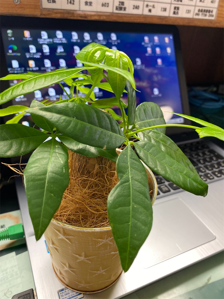 f:id:chihiroukiuki:20210813075623j:image