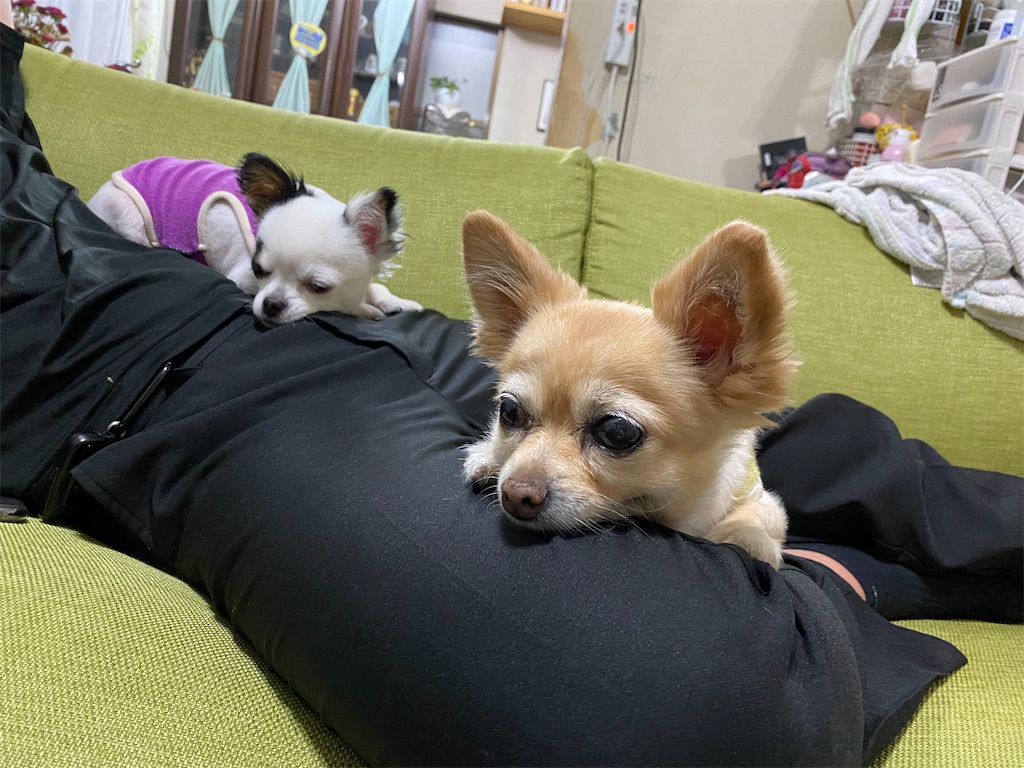 f:id:chihiroukiuki:20210815225110j:image f:id:chihiroukiuki:20210815225110j:image