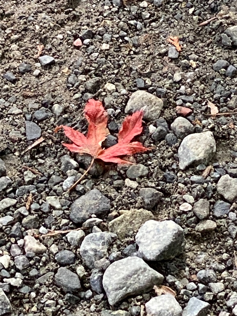 f:id:chihiroukiuki:20210830210948j:image f:id:chihiroukiuki:20210830210948j:image