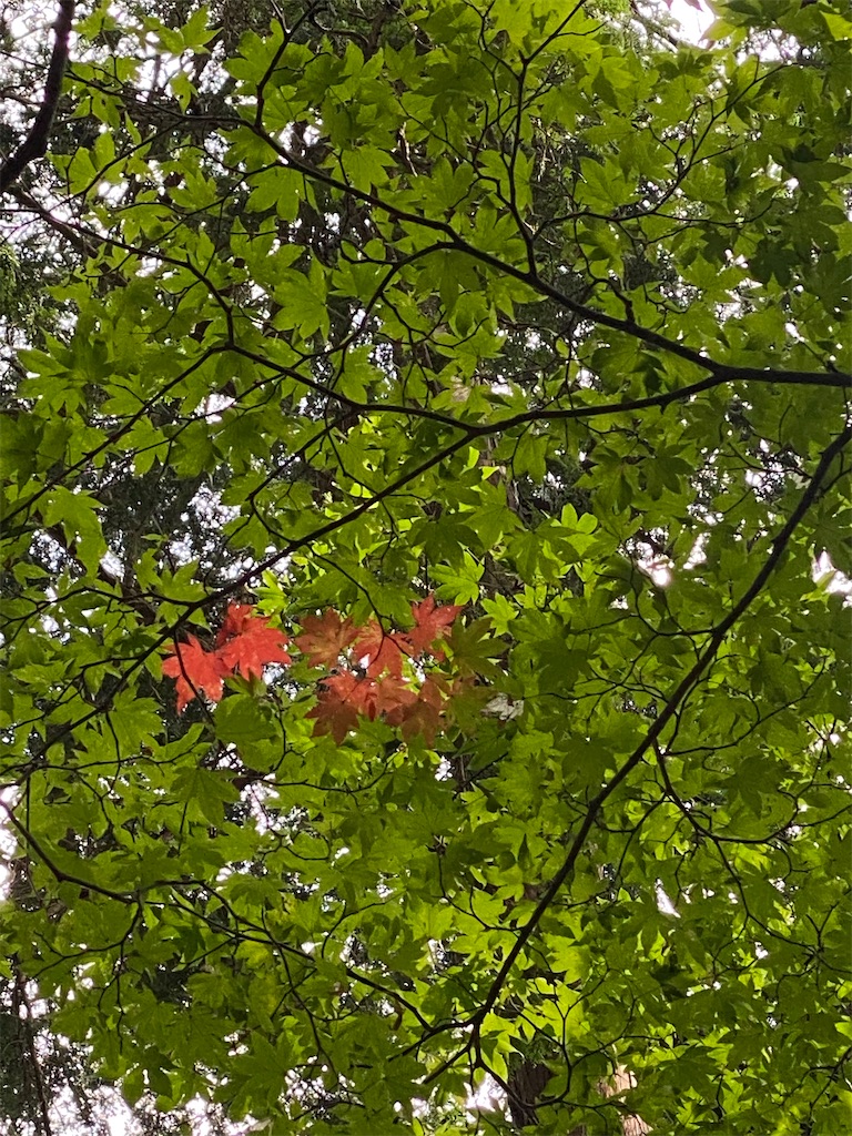 f:id:chihiroukiuki:20210830210952j:image f:id:chihiroukiuki:20210830210952j:image