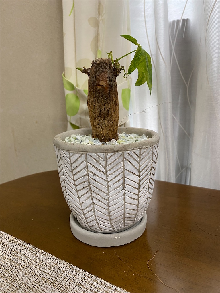 f:id:chihiroukiuki:20210903094049j:image f:id:chihiroukiuki:20210903094049j:image