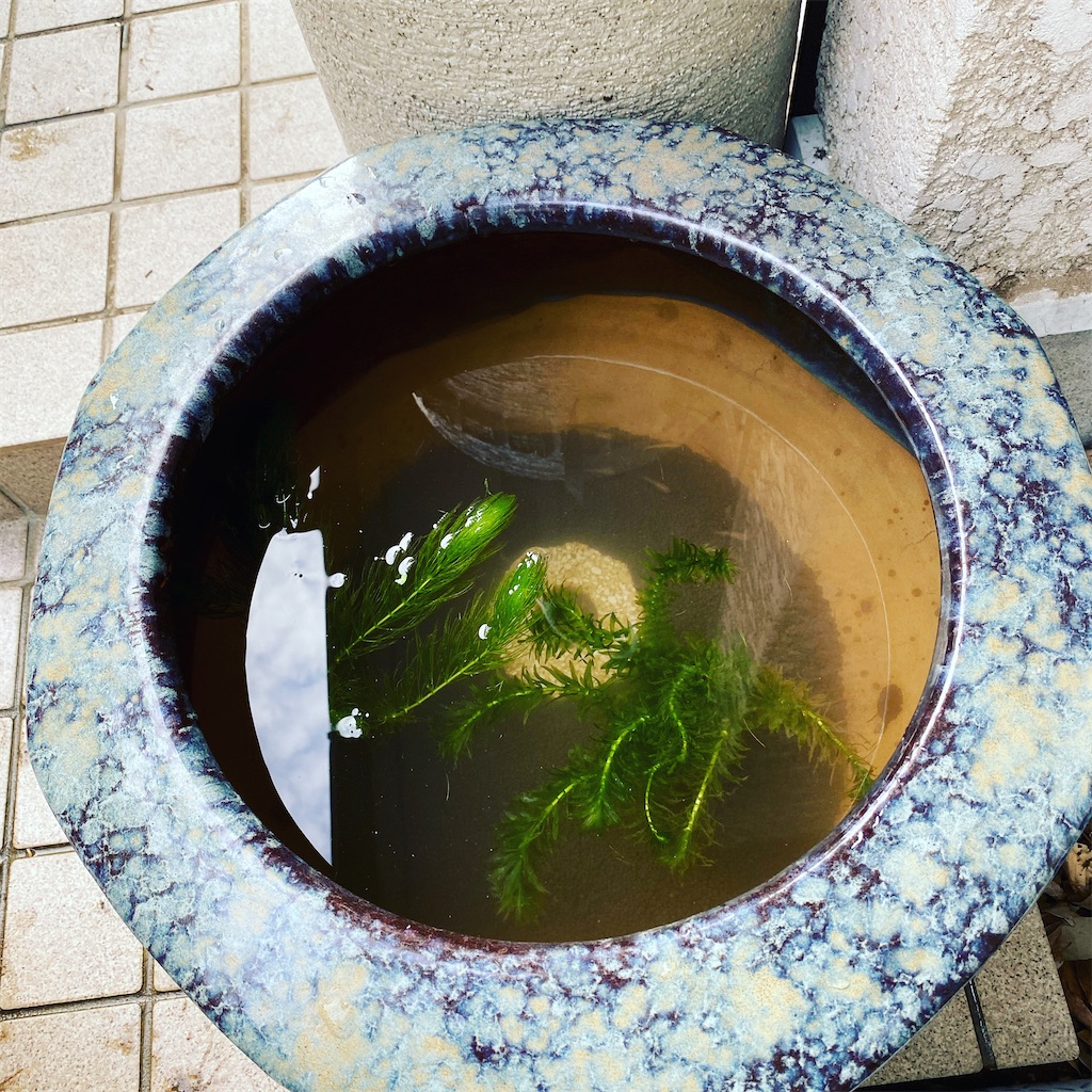 f:id:chihiroukiuki:20210908203048j:image f:id:chihiroukiuki:20210908203048j:image