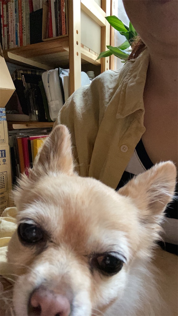 f:id:chihiroukiuki:20210911133715j:image