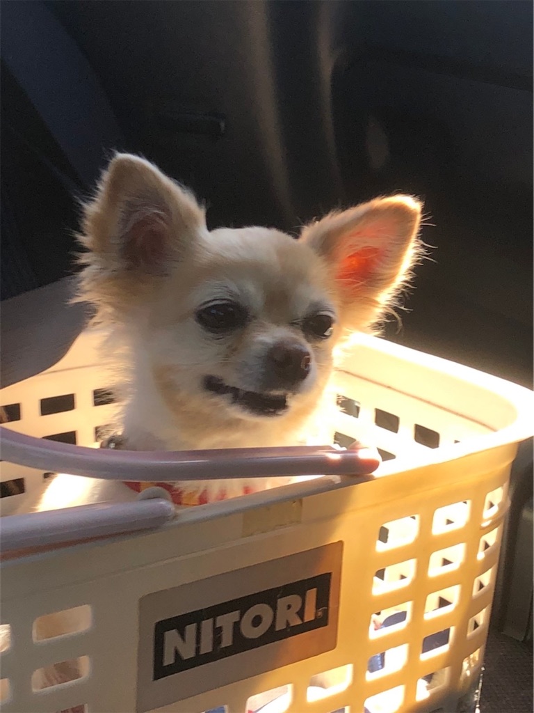 f:id:chihiroukiuki:20210922115359j:image f:id:chihiroukiuki:20210922115359j:image