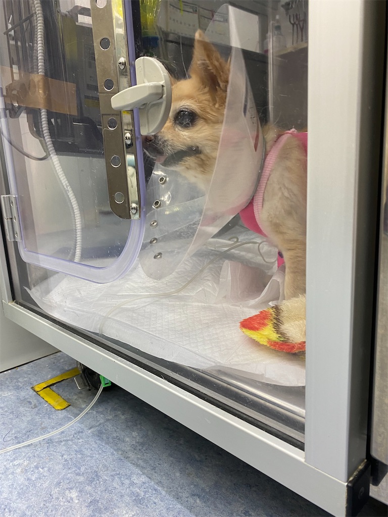 f:id:chihiroukiuki:20210924110952j:image