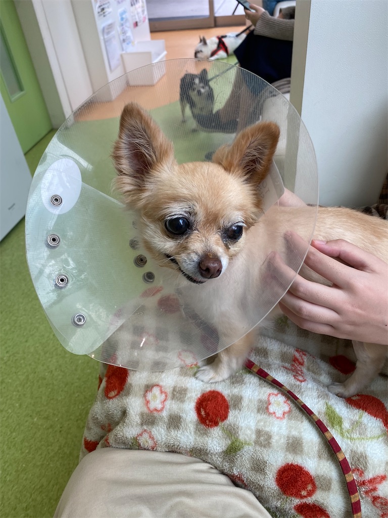 f:id:chihiroukiuki:20210929224324j:image f:id:chihiroukiuki:20210929224324j:image