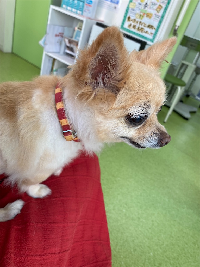 f:id:chihiroukiuki:20211007094736j:image