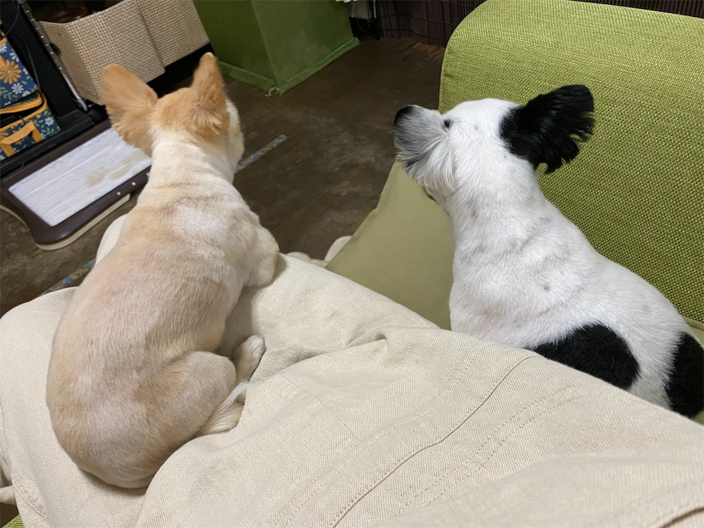 f:id:chihiroukiuki:20211027190857j:image f:id:chihiroukiuki:20211027190857j:image