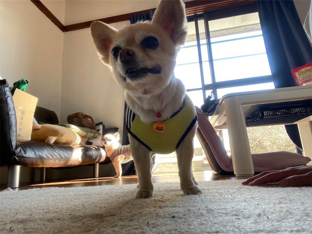 f:id:chihiroukiuki:20211030225007j:image