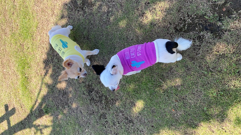 f:id:chihiroukiuki:20211105232309j:image