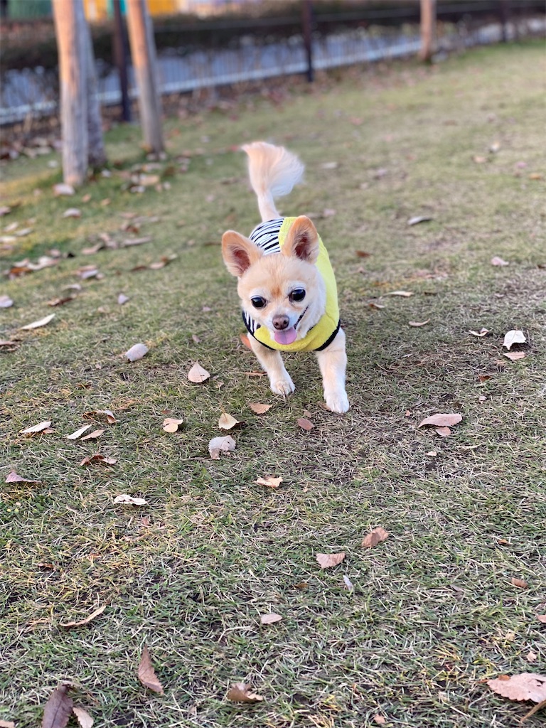 f:id:chihiroukiuki:20211106093717j:image