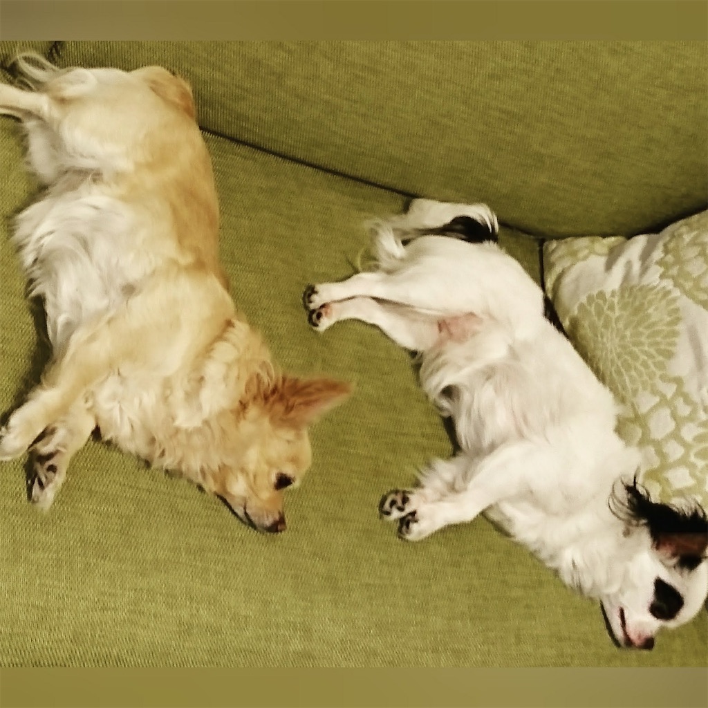 f:id:chihiroukiuki:20211206002230j:image