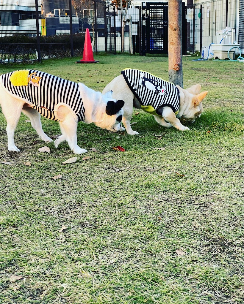 f:id:chihiroukiuki:20211206002349j:image