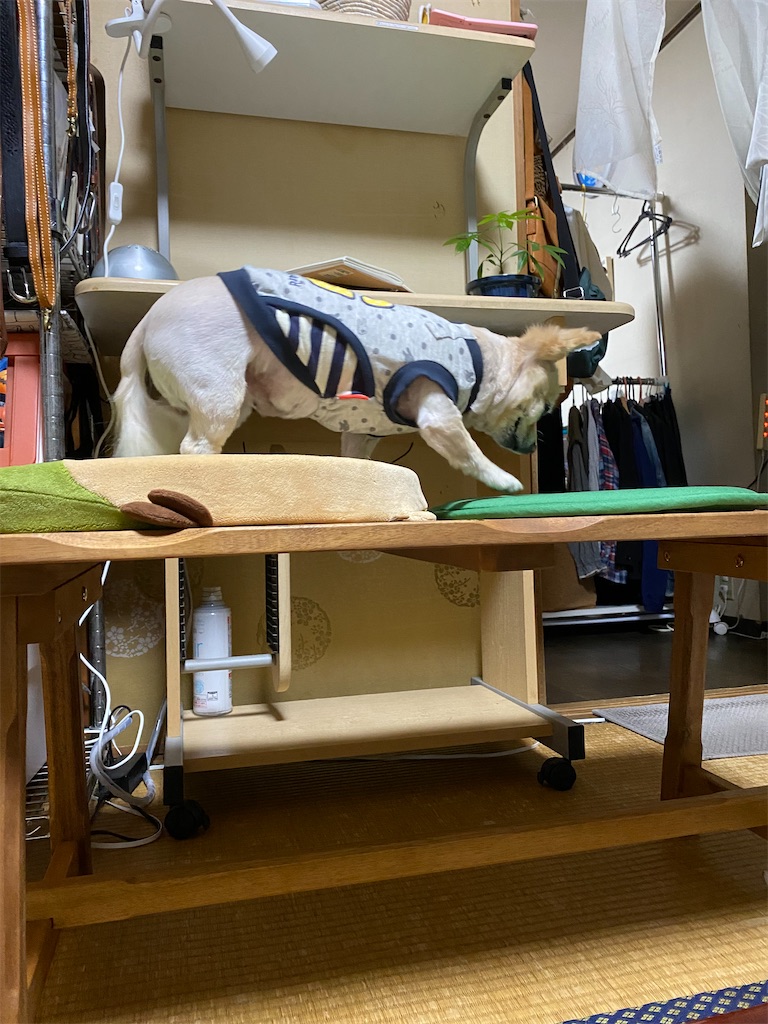 f:id:chihiroukiuki:20211214203558j:image f:id:chihiroukiuki:20211214203558j:image