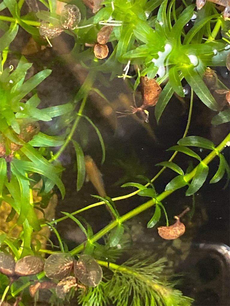 f:id:chihiroukiuki:20220326094601j:image f:id:chihiroukiuki:20220326094601j:image