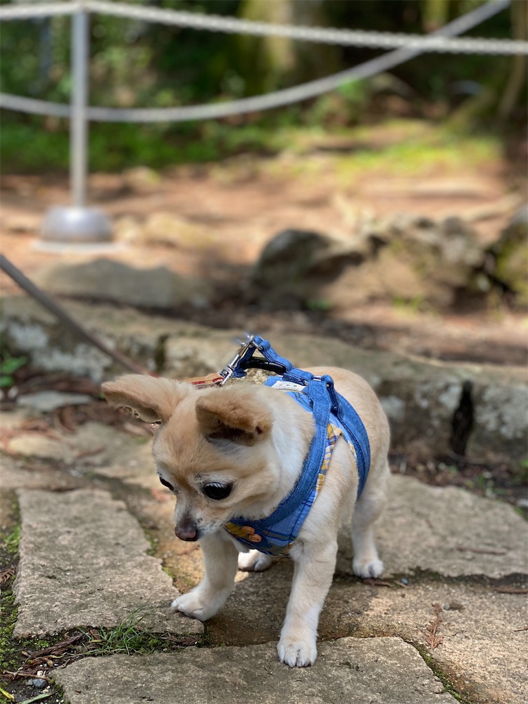 f:id:chihiroukiuki:20220605090506j:image f:id:chihiroukiuki:20220605090506j:image