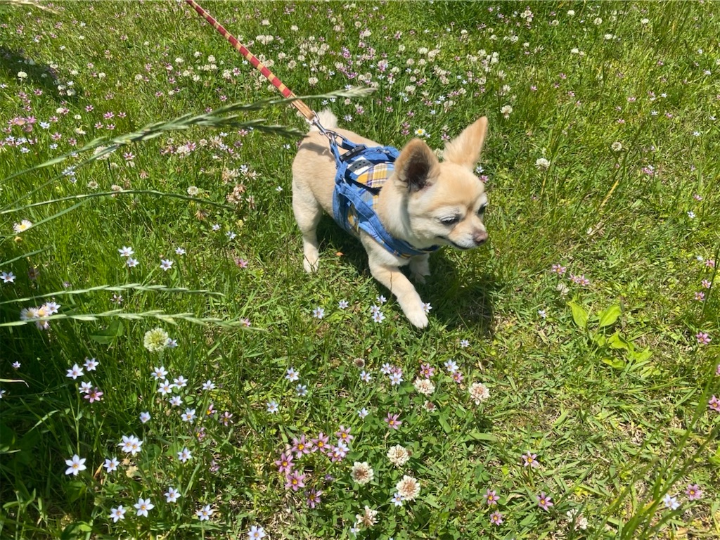 f:id:chihiroukiuki:20220605091715j:image f:id:chihiroukiuki:20220605091715j:image