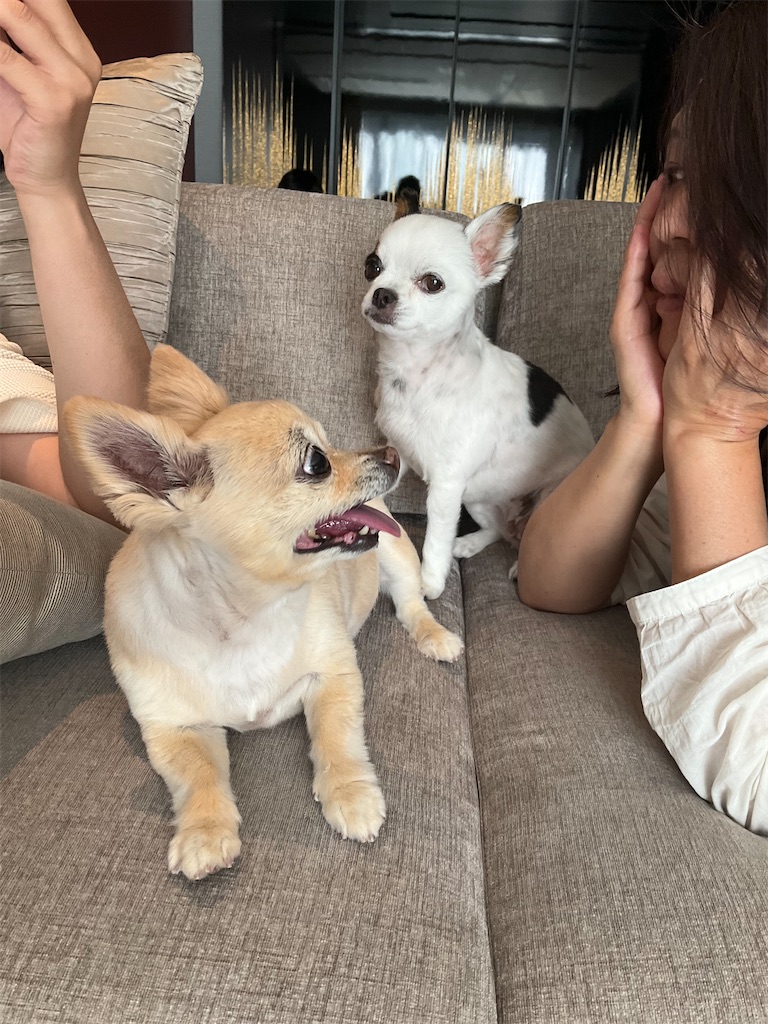 f:id:chihiroukiuki:20220605092005j:image f:id:chihiroukiuki:20220605092005j:image