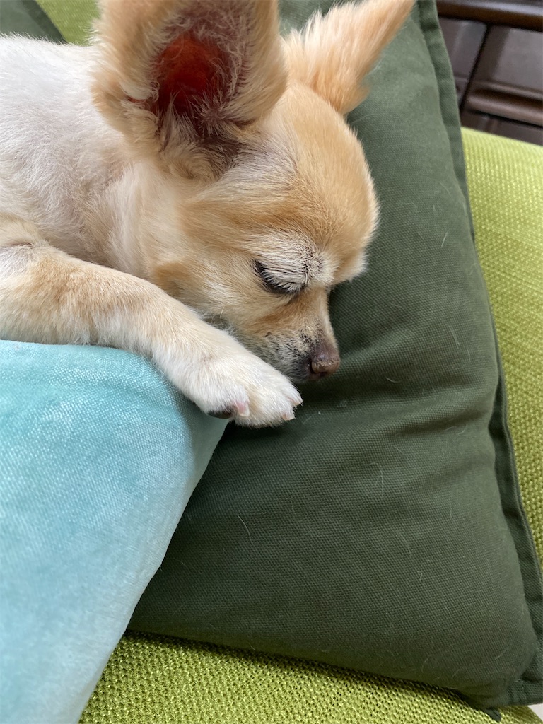 f:id:chihiroukiuki:20220907151955j:image f:id:chihiroukiuki:20220907151955j:image